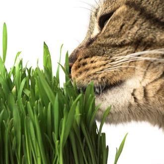Cat Grass Catmint Edible Flowers: Petals of the flowers can be used fresh or dried in "flower confetti," soups, soufflés, rice dishes, baked goods, and to garnish
