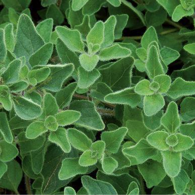Oregano Greek Strong oregano aroma and flavor; great for pizza and Italian cooking.