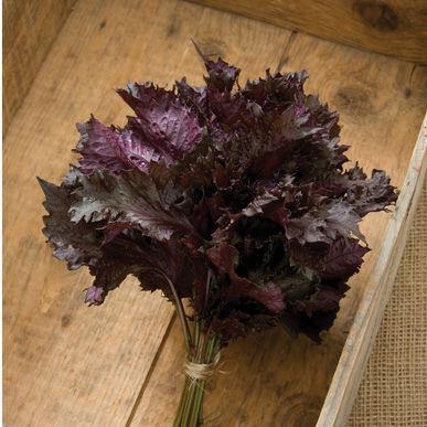 Shiso Red Versatile Asian culinary herb.