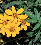 Marigold (Calendula