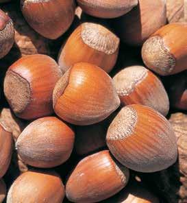Hazelnuts, the