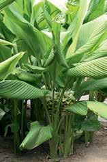 longa) Zedoary plant