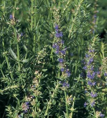 Hyssop, the