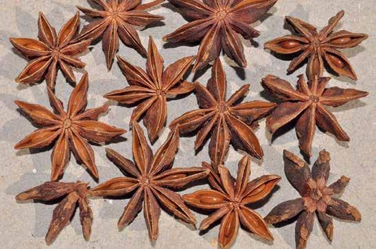 Star anise, the