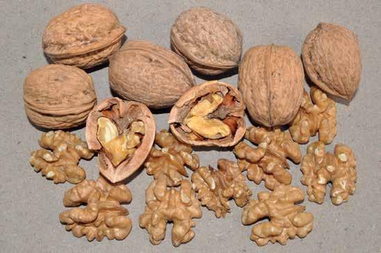 Common walnuts,