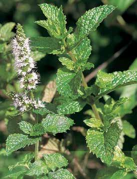 leaves of Mentha