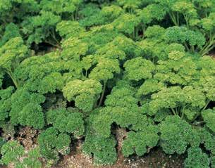 Common parsley (P.