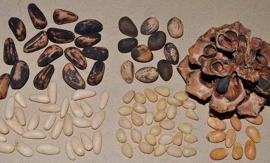 Pine nuts, the seeds of