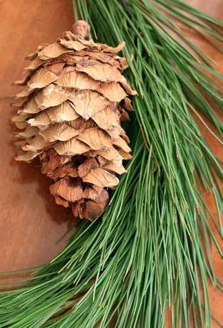 pinea), Siberian pine (P.