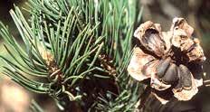 (Pinus pinea) Siberian