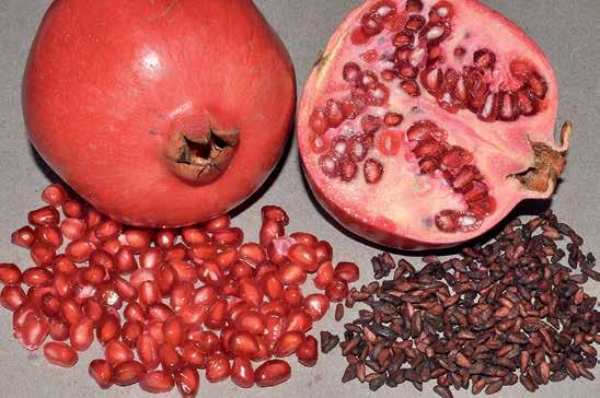 Pomegranate, the