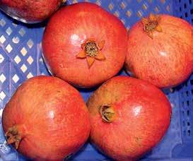() Pomegranate
