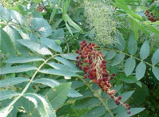 za atar herb and sesame seeds) Plant