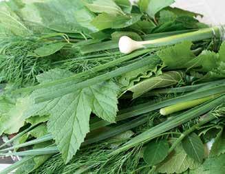 Bundles of mixed herbs for pickling cucumbers (St Petersburg, Russia) Mitsuba (Cryptotaenia japonica) Classical herb combinations have been developed in many parts of the world to flavour dishes and