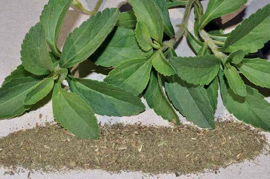 Sugar-leaf or stevia,