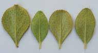Round leaf  betulina)