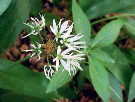 garlic (Allium