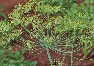 Leaves ( dill