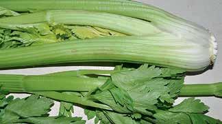Stem celery (