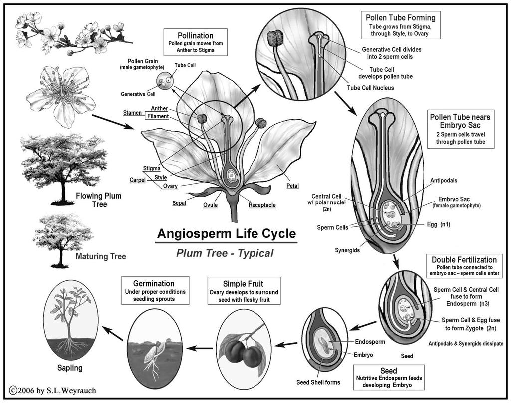 A. Flower Structure. Flowers are leaves that have been modified in various ways for reproduction. The fertile parts are the stamens and the carpel. The sterile parts consist of the sepals and petals.