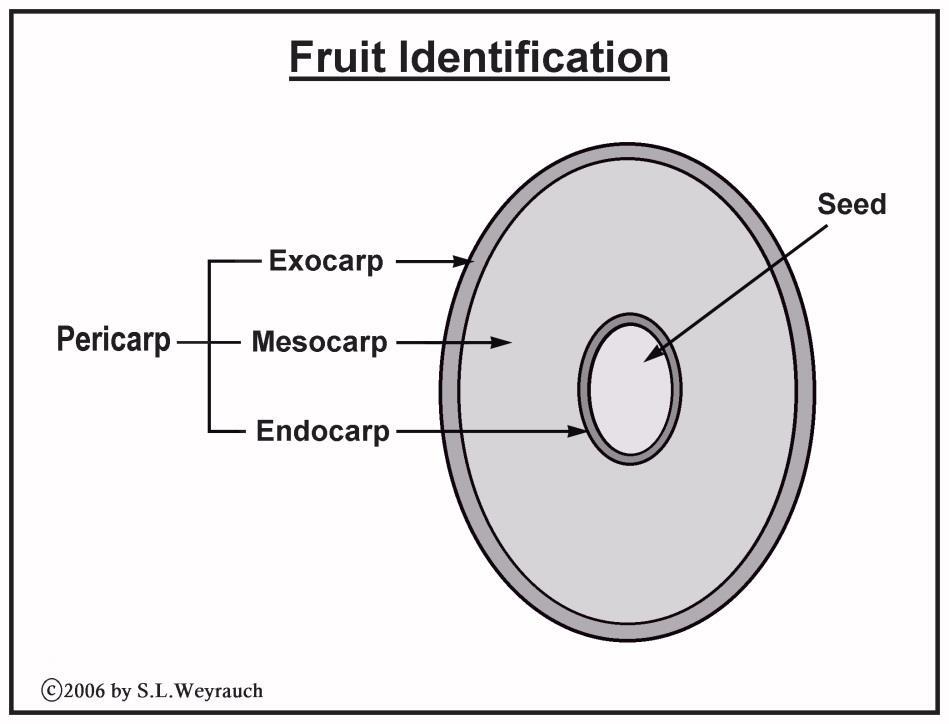 As the ovary of a fleshy fruit ripens and grows, it also differentiates into three layers.
