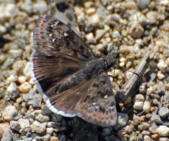 Duskywing Red Admiral: Upperside: black with white spots near