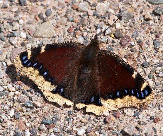 Upperside: black or brown with wide yellow band and border.