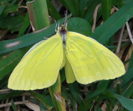 Female yellow or white with irregular black border surrounding light spots.
