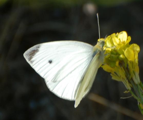 4 : Upperside: white or pale yellowish-white with black tip on