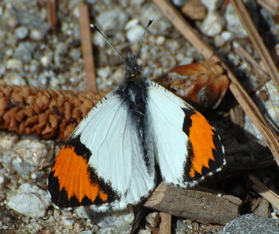 male forewing with large, orange-red spot; border of apex dark,