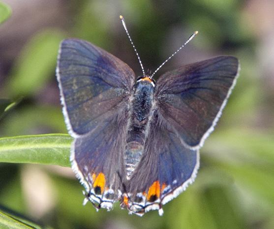 Upperside: males nearly all white, with dark spots and dashes on