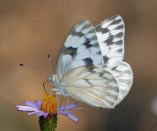 Northern White Skipper: Upperside: male white with narrow black