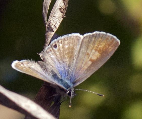 Underside: hindwing copper brown with white markings