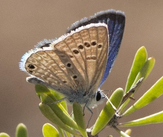 Upperside: male blue with narrow black outer margin,