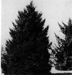 214 ] HEIGHT: 50-60 feet (80 feet) SPREAD. 15-20 feet or less HABIT. evergreen with a remarkably slender trunk and short ascending or drooping branches forming a narrow pyramidal outline ZONE.
