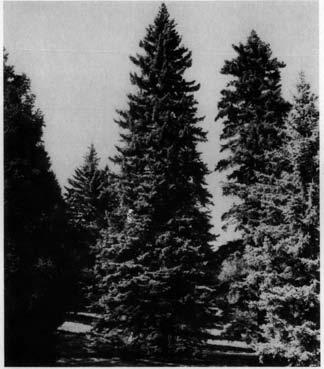 215 The short, 1/4- to 1/2-inch-long, lustrous, dark green needles are densely set along the branches on the Oriental spruce. The species makes a good screen or can be used in groups or masses.
