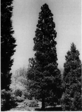 ---- -----~--- Juniperus chinensis ~ 2m Chinese Juniper HEIGHT: 20-30 feet SPREAD: 10-20 feet HABIT: