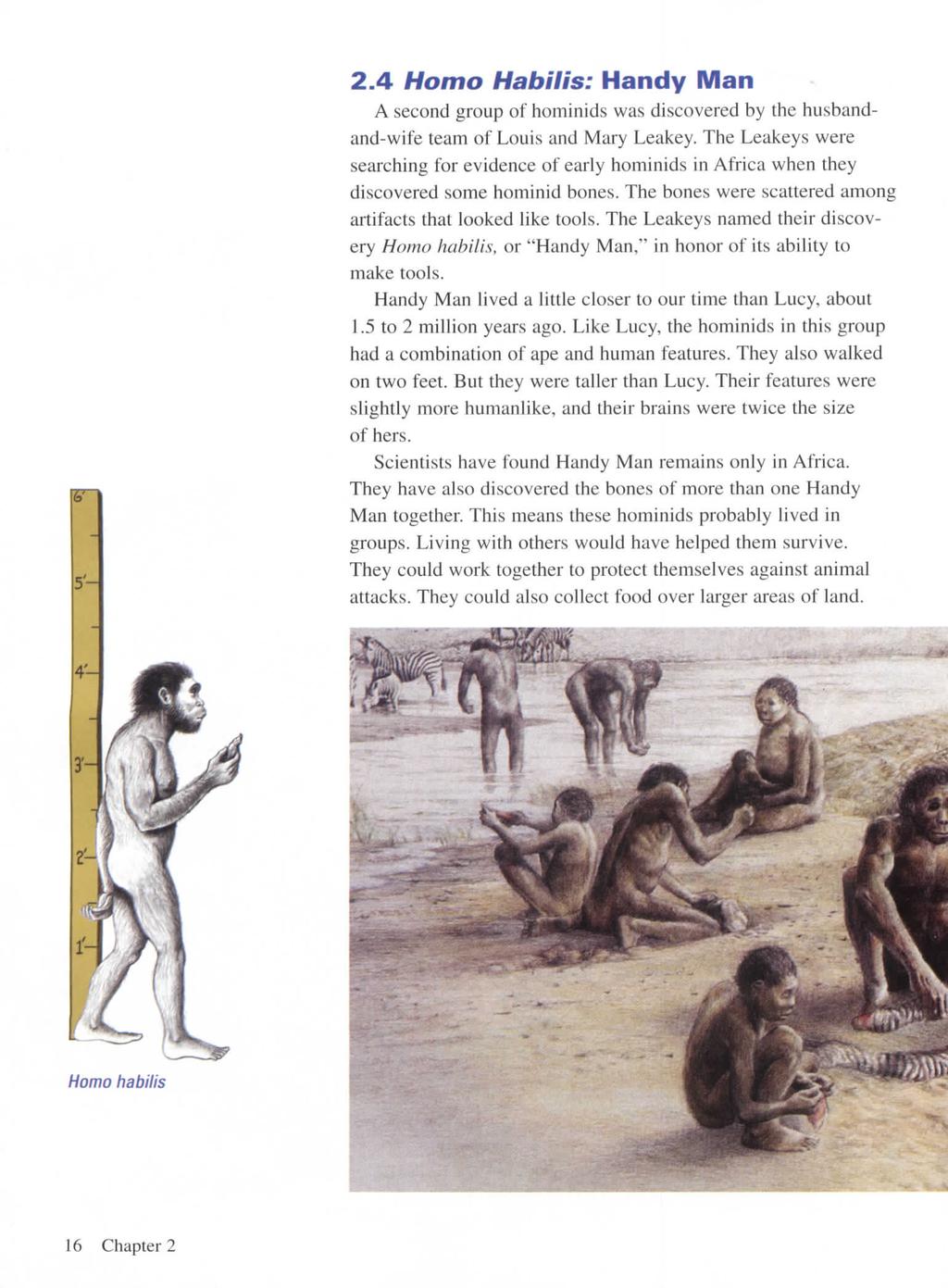 2.4 Homo Habilis: Handy Man A second group of hominids was discovered by the husbandand-wife team of Louis and Mary Leakey.