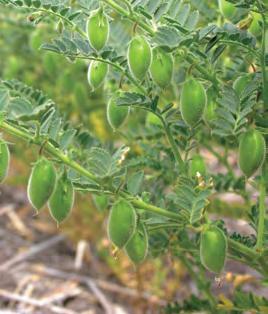 Albus lupins have the potential for processing and use in making near-white vegetable-based products because they have a low yellow pigment content.