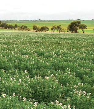Field pea 10 15% Field peas Field peas Field pea is a major pulse crop across the southern Australia cropping zone, with substantial production occurring in SA.
