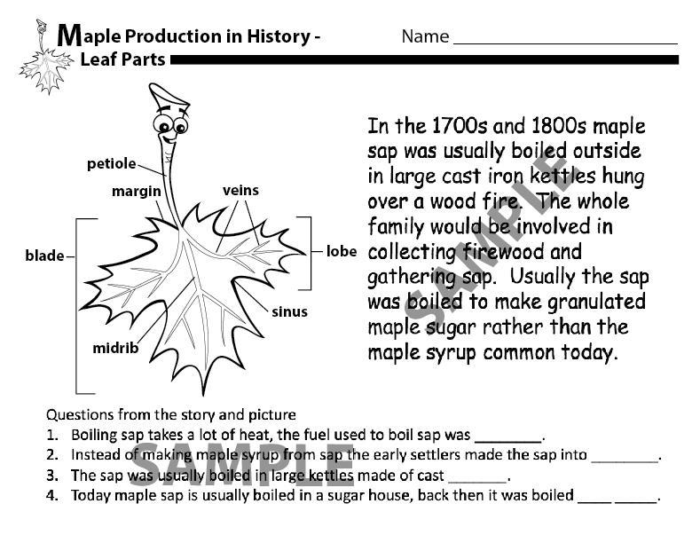 Worksheet The leaf of a maple tree produces the sugar that makes maple syrup sweet. A maple leaf is made up of several important parts.