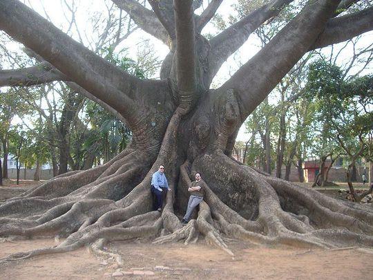 Largest known specimen in Lal Bagh Gardens in Bangalore, India.