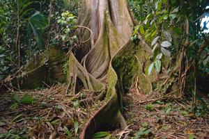 Fig(Moraceae), banyan and kapok trees in Ta