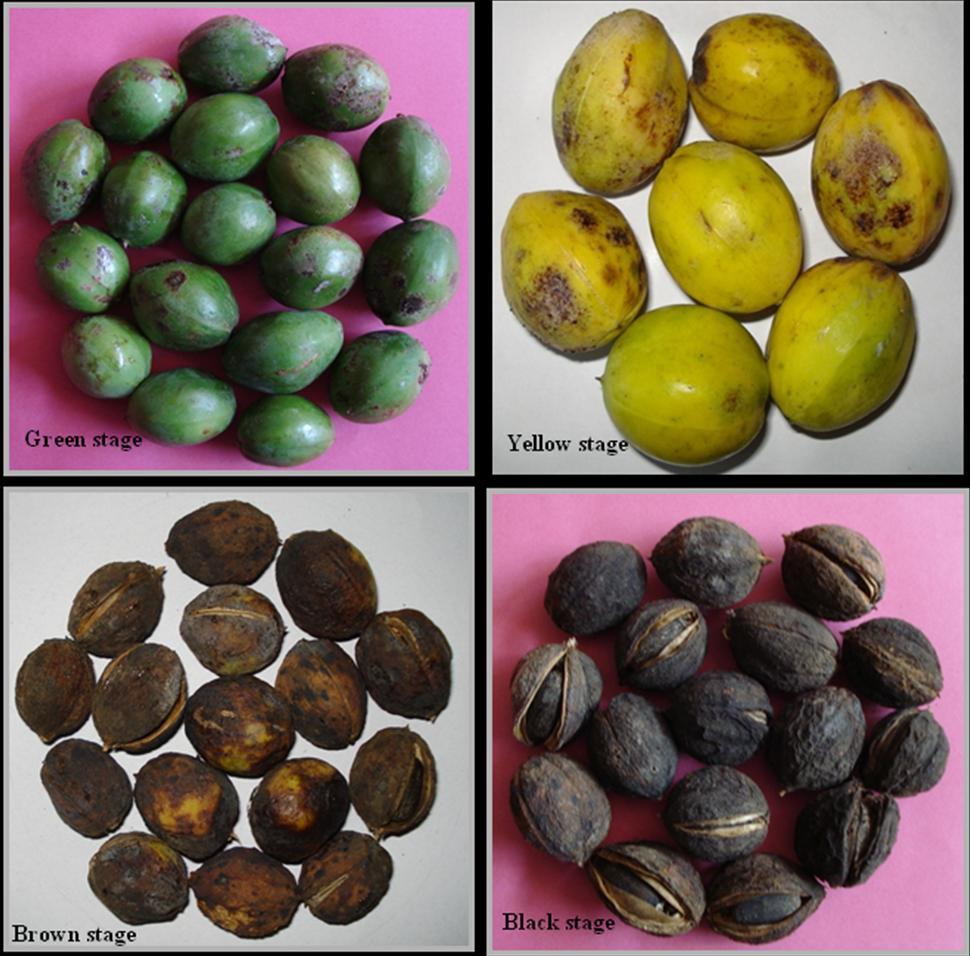 MATERIALS AND METHODS Fruits of different maturity stages were collected during kharif 2007 from the plots of Jatropha germplasm maintained by the department of Genetics and Plant Breeding at