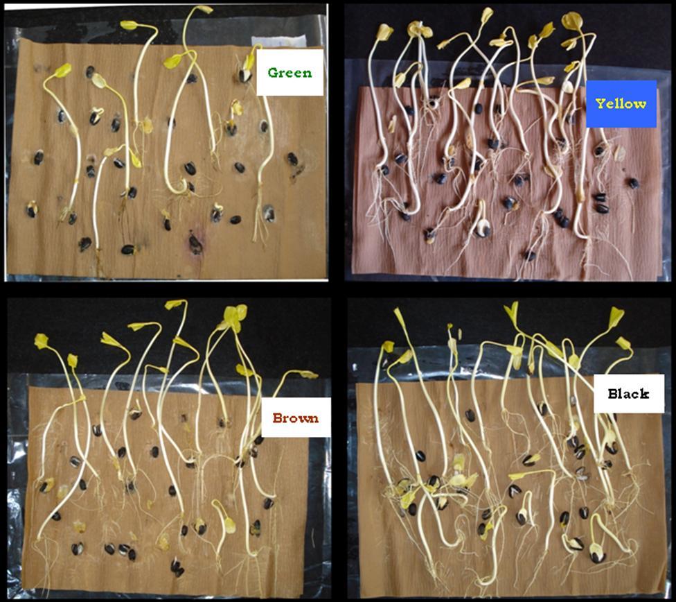 Figure 2: Germination of seeds harvested at different stages of fruit maturity in Jatropha curcas L.