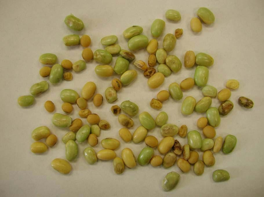 Soybean Seed For