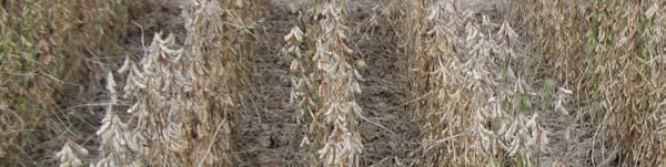 Recommendations For Harvest Aids in Soybean Gramoxone label is unclear as to