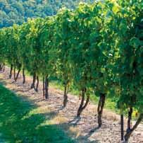 M a r k e t i n g Of ONTARIo WINES By nature, the consumer demand for wines involves a complex of factors, many of which are unrelated to varietals.