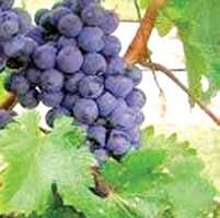 CONCLUSION GRAPE GroWING IN ONTARIO The Ontario grape and wine industry is dynamic, complex, and exists in a tight supply/demand balance.