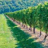 Site Considerations in Growing Grapes Climatic conditions are the key consideration in grape growing including: Growing Grapes in Ontario s Cool Climate Growing grapes in Ontario has some unique